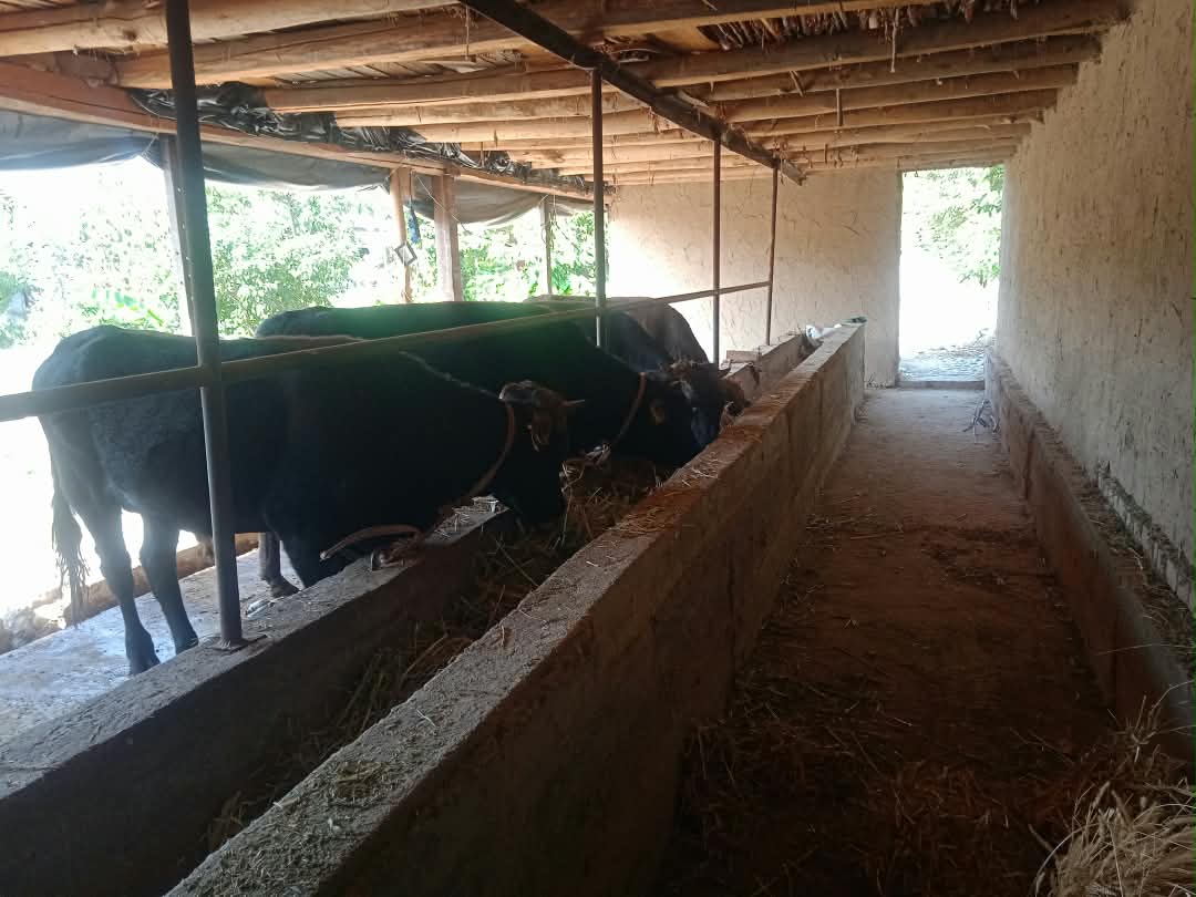 Cattle feeding at the feeding alley inside a cattle barn in Kyrgyzstan